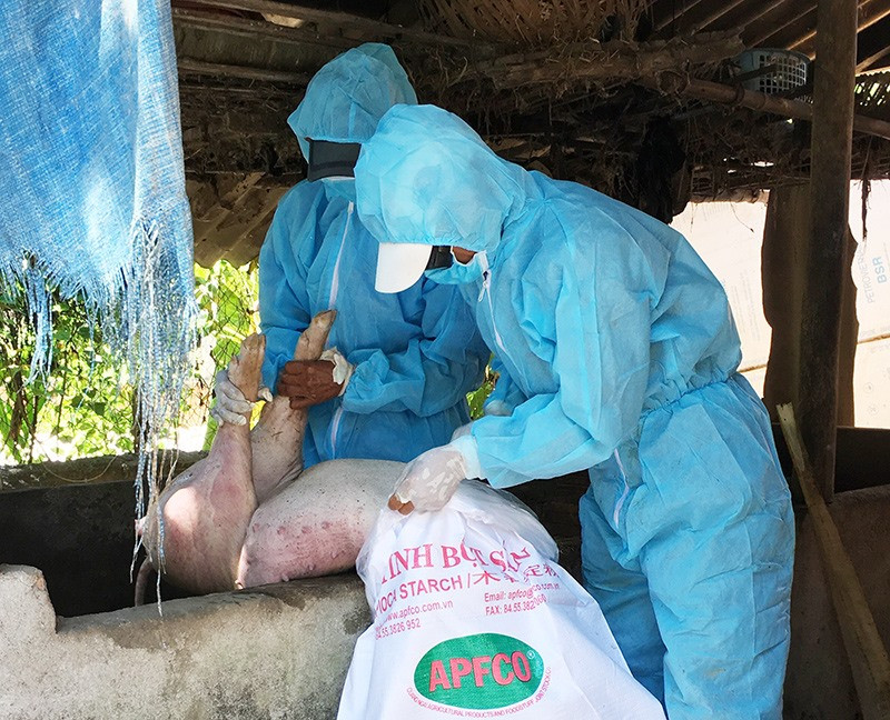 Gần 4 tháng qua, bệnh dịch tả lợn châu Phi gây hại dai dẳng trên địa bàn huyện Duy Xuyên. Ảnh: V.S
