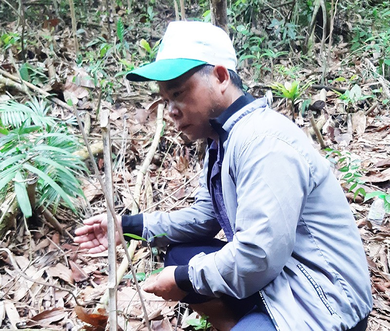 Cây ba kích trồng dưới tán rừng xã Zuôih có tỷ lệ sống thấp, phát triển yếu, dù đã sau hơn 1 năm trồng. Ảnh: BÍCH LIÊN