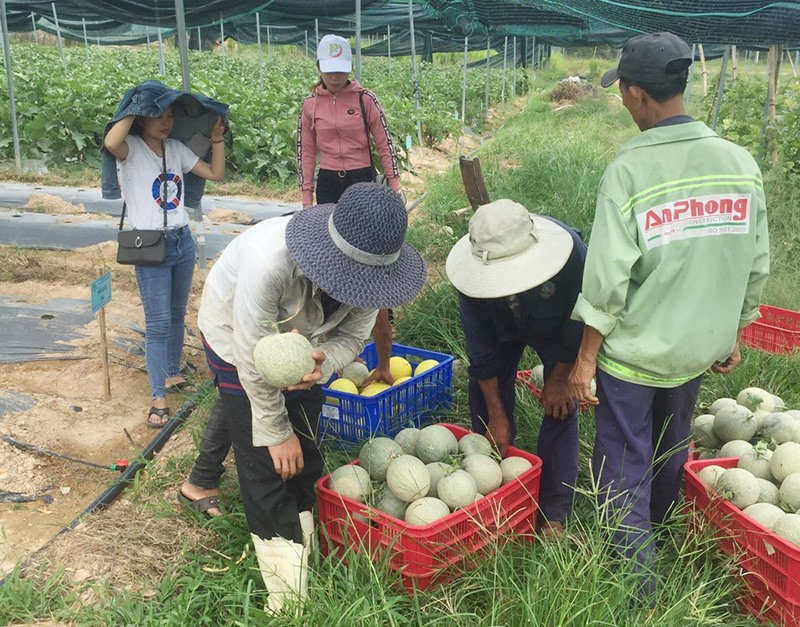 Một buổi thu dưa lưới tại trang trại HTX Thực phẩm sạch Phú Ninh ở Tam Đàn. Ảnh: N.LINH