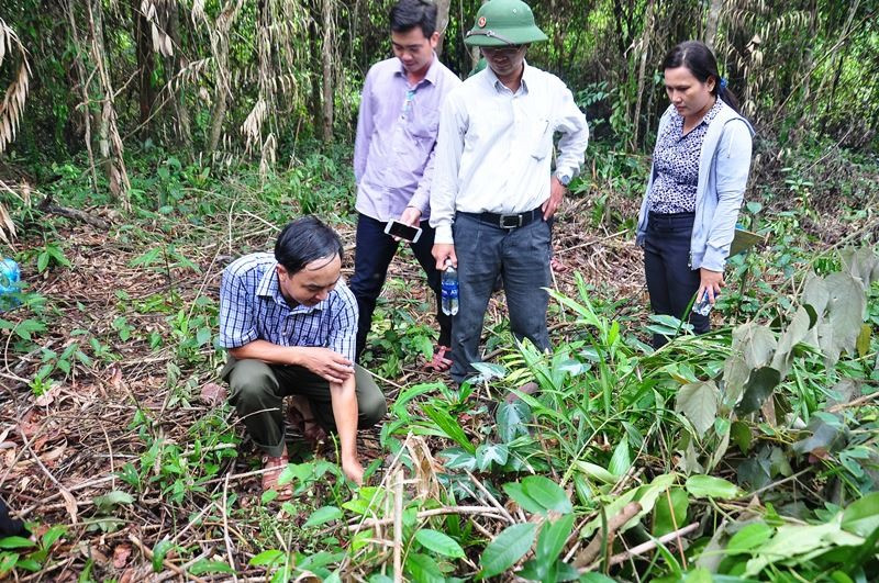 Ông Nguyễn Văn Tình - Giám đốc Ban Quản lý rừng phòng hộ Đăk Mi (người ngồi) giới thiệu với đoàn khảo sát về khu vực trồng cây sa nhân tím. Ảnh: V.ANH