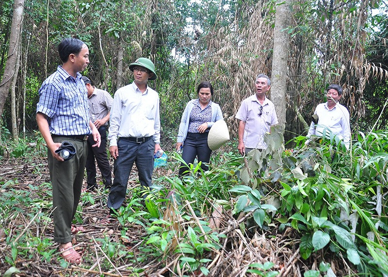 Công tác cấp giấy chứng nhận quyền sử dụng đất lâm nghiệp ở miền núi, trong đó có huyện Phước Sơn đang gặp nhiều khó khăn. Ảnh: VINH ANH