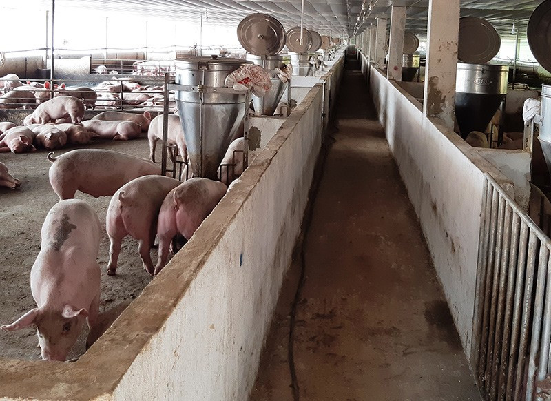 Mô hình chăn nuôi heo gia công vẫn trụ vững trong bối cảnh dịch bệnh bùng phát tại Đại Lộc. Ảnh: HOÀNG LIÊN