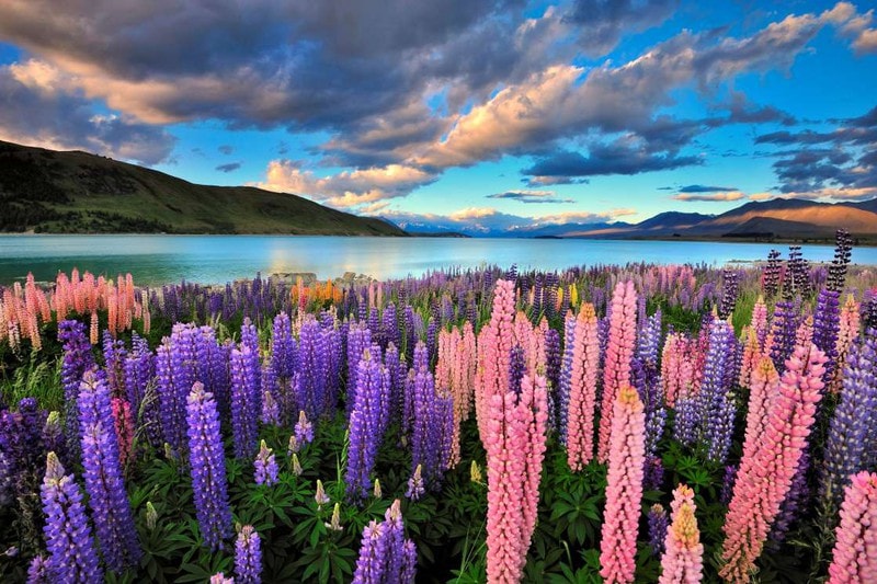 Hoa lupin ở hồ Tekapo, New Zealand: Thời điểm lý tưởng nhất để chiêm ngưỡng những bông hoa màu hồng và tím tuyệt đẹp này là từ giữa tháng 11 - tháng 12.