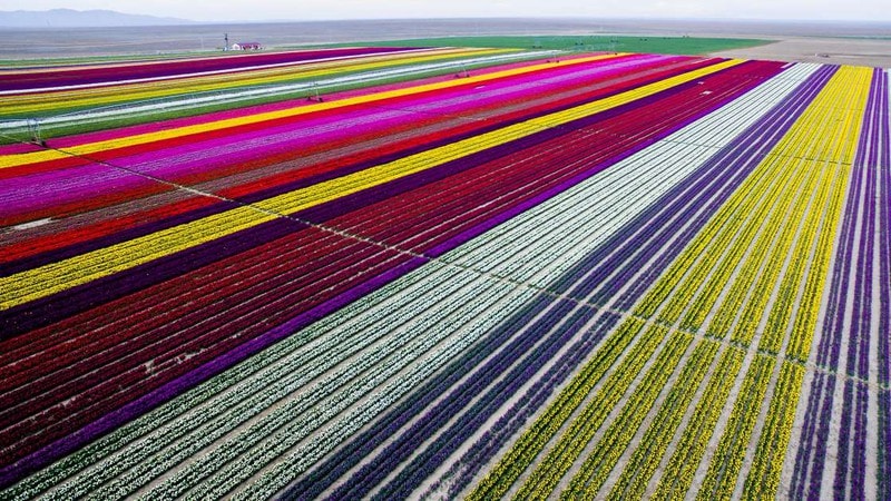 Cánh đồng hoa tulip ở Konya, Thổ Nhĩ Kỳ: Những bông hoa đầy màu sắc này đẹp nhất vào tháng 4 và tháng 5 hàng năm.