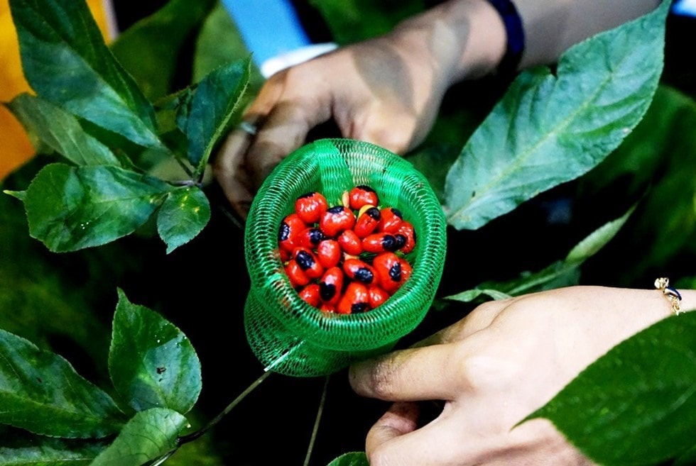 Ngoc Linh ginseng in Quang Nam