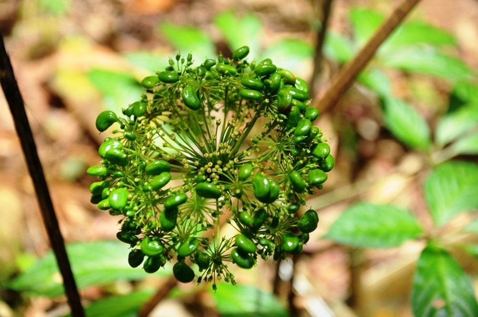 Ginseng fruit.