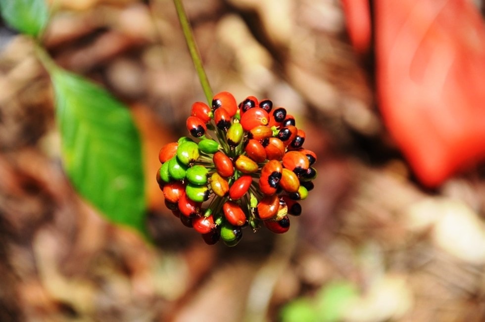 Ripe ginseng fruit is red. Each fruit contains one or two seeds.