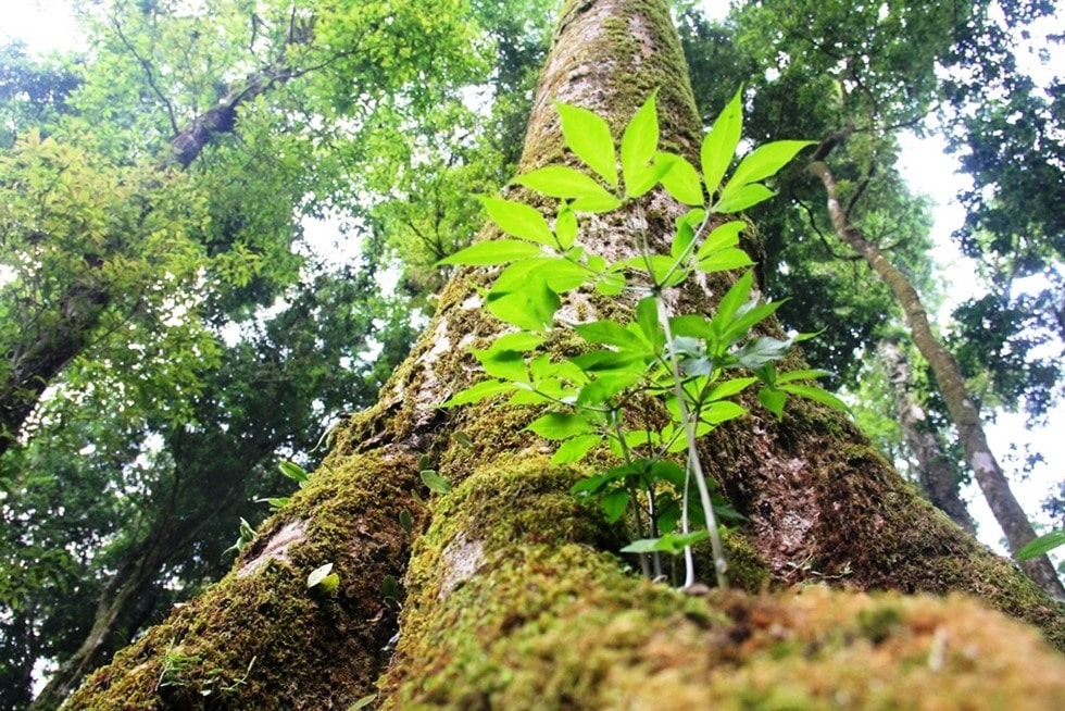 A ginseng grows naturally on a stem of an ancient tree.