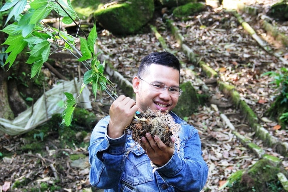 A Ngoc Linh ginseng tree.