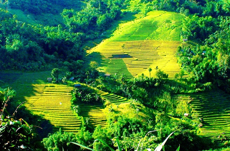 Nam Tra My is known as the capital of Ngoc Linh ginseng.