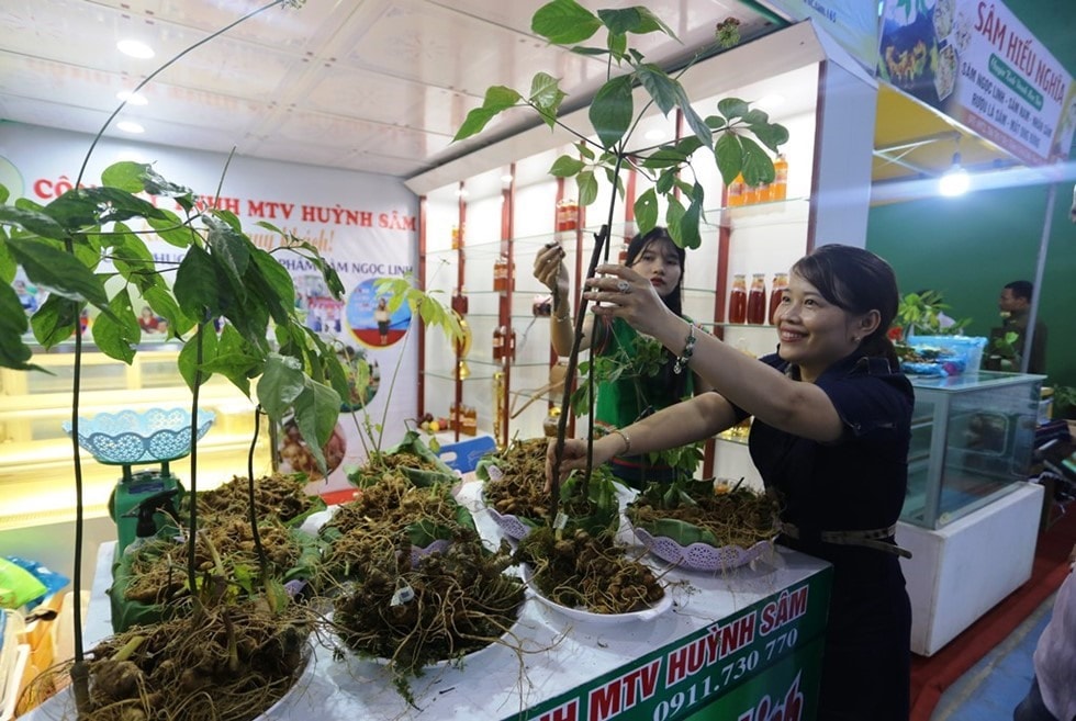 Ngoc Linh ginseng fair is monthly held in Nam Tra My.