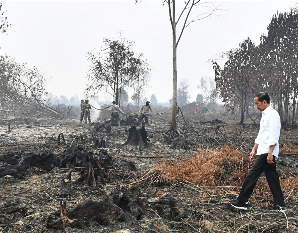 Tổng thống Indonesia - Jokowi đến khu vực đám cháy rừng trong khi lính cứu hỏa nỗ lực dập tắt lửa còn âm ỉ ở tỉnh Riau. Ảnh: AP