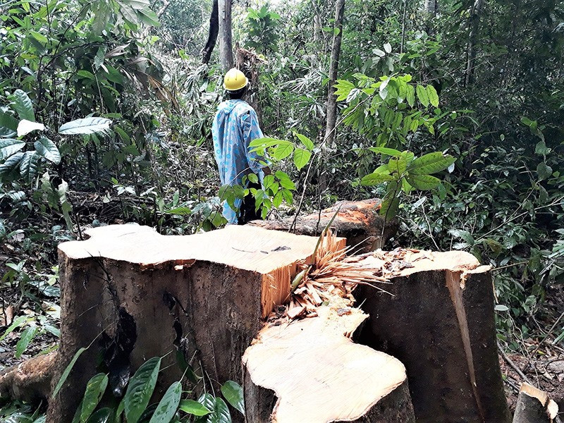 Một gốc cây tại khu vực rừng thôn 4, xã Trà Nú bị cưa hạ. Ảnh: L.V