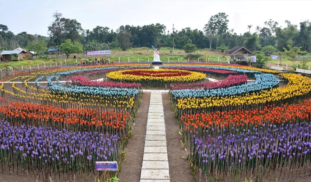 Vườn hoa tulip đặc biệt tại Philippines.