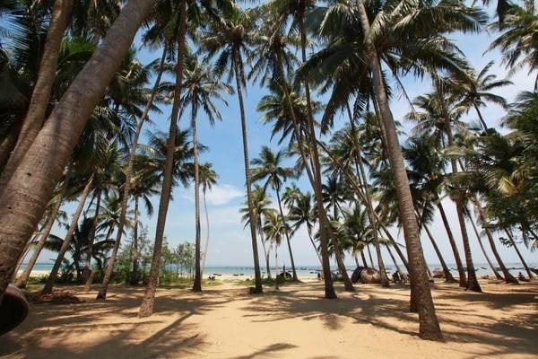 Coconuts on Tam Hai Island (ivivu)