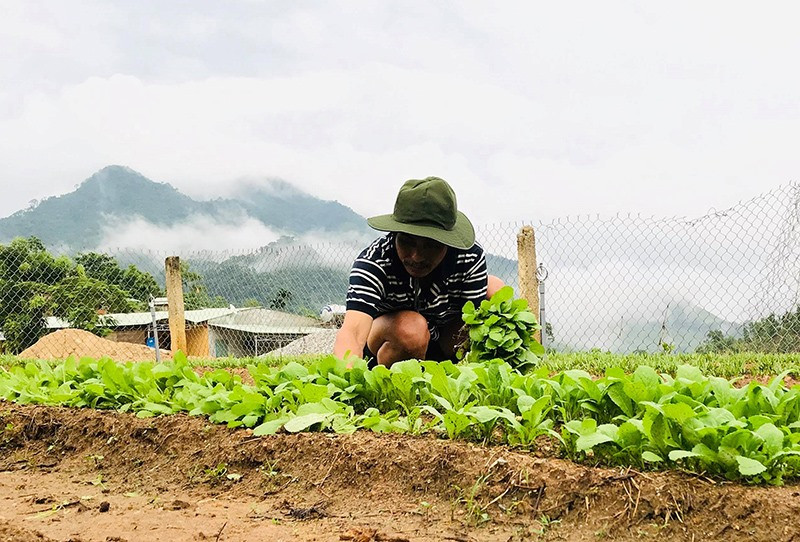 Giáo viên Trường Phổ thông Dân tộc bán trú tiểu học Trà Tập trồng rau để cải thiện bữa ăn cho học sinh. Ảnh: T.T
