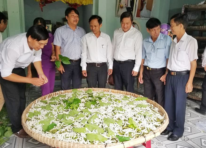 Huyện Nông Sơn đang cố gắng khôi phục lại nghề trồng dâu nuôi tằm. Ảnh: THÔNG VINH