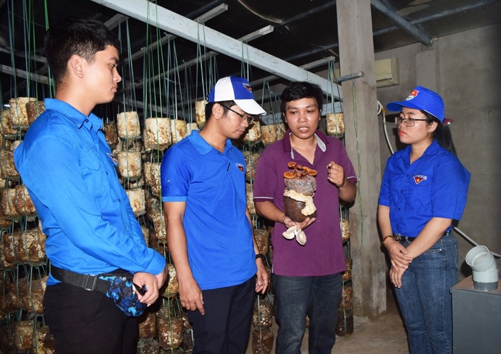 Đoàn viên thanh niên tham quan mô hình trồng nấm của anh Nguyễn Sư Dũng (xã Đại Lãnh, Đại Lộc). Ảnh: THÁI CƯỜNG