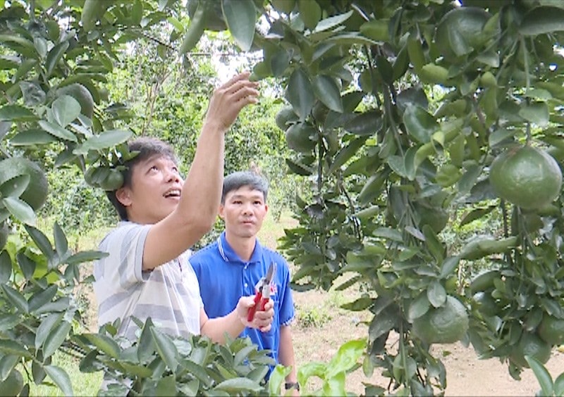 Anh Nguyễn Quảng Hiệp và Phan Duy Khánh trong vườn cam của anh Hiệp ở Trà Dương. Ảnh: Đ.T