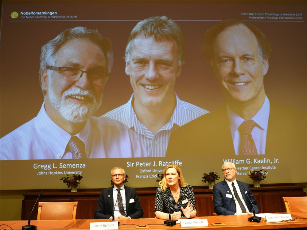 Các chủ nhân giải Nobel Y học 2019 xuất hiện trên màn hình trong buổi lễ công bố tại Thụy Điển.