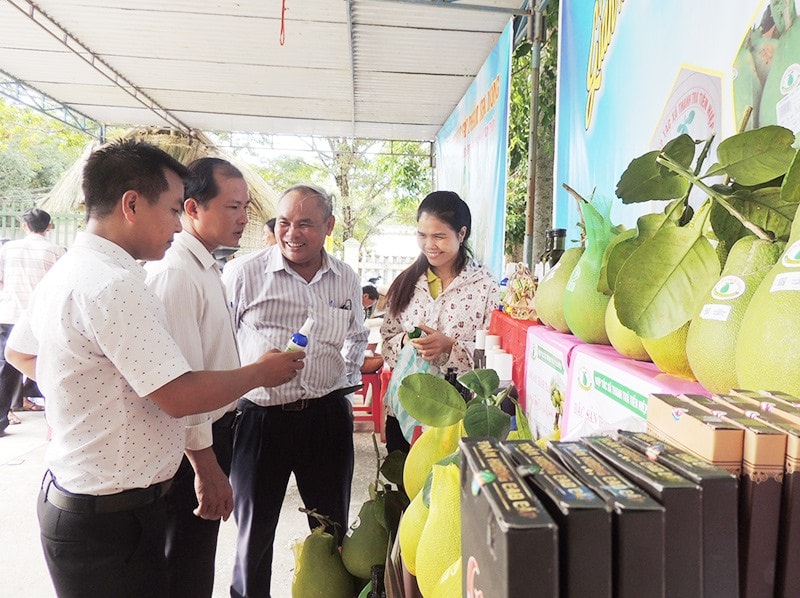 Quả thanh trà Tiên Hiệp đang được nhiều người tiêu dùng ưa chuộng. Anh: L.N