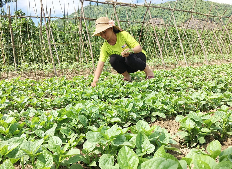 Nhiều hộ dân tại thôn Đại Bình tham gia liên kết với HTX Đại Bình sản xuất rau sạch. Ảnh: LÊ THÔNG