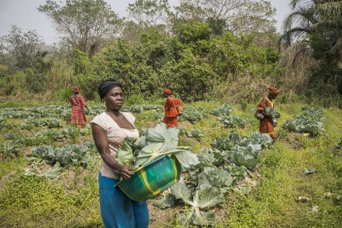 Nông dân châu Phi thu hoạch bắp cải. Ảnh: FAO