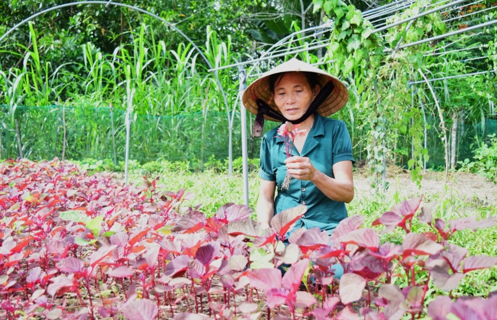 Bà Võ Thị Hồng Hoa - người đầu tiên làm rau sạch hữu cơ ở thôn Phước Chánh, xã Phú Thọ. Ảnh: THÁI CƯỜNG