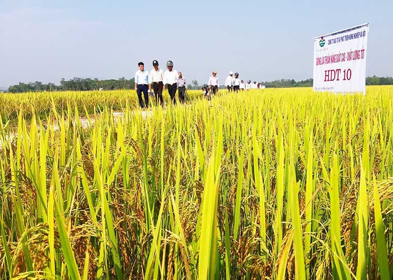 Nhiều mô hình liên kết sản xuất và tiêu thụ lúa giống hàng hóa giữa các doanh nghiệp với nông dân Duy Xuyên phát huy hiệu quả. Ảnh: H.N