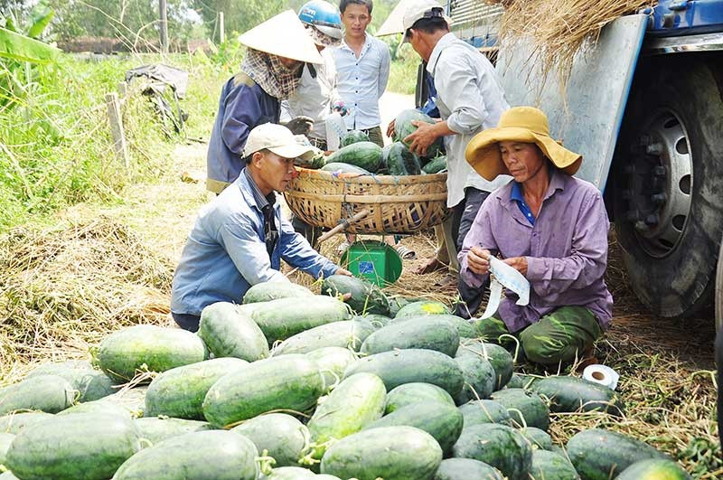 Huyện Phú Ninh đang tập trung phát triển ngành nông nghiệp theo hướng hàng hóa nhằm nâng cao hiệu quả sản xuất. Ảnh: Đ.N