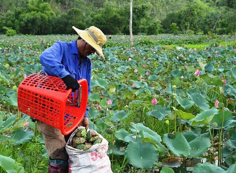 Tại nhiều địa phương, việc cải tạo những ruộng lúa trũng thấp sang trồng sen chuyên canh mang lại hiệu quả kinh tế cao. Ảnh: T.R