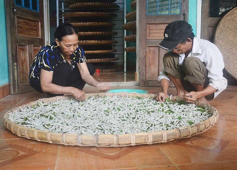 Người trồng dâu nuôi tằm cần thêm những hỗ trợ để khôi phục nghề truyền thống. Ảnh: Q.T