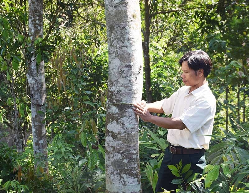 Cây quế trên 30 năm tuổi được đồng bào Giẻ Triêng gìn giữ. Ảnh: THANH THẮNG