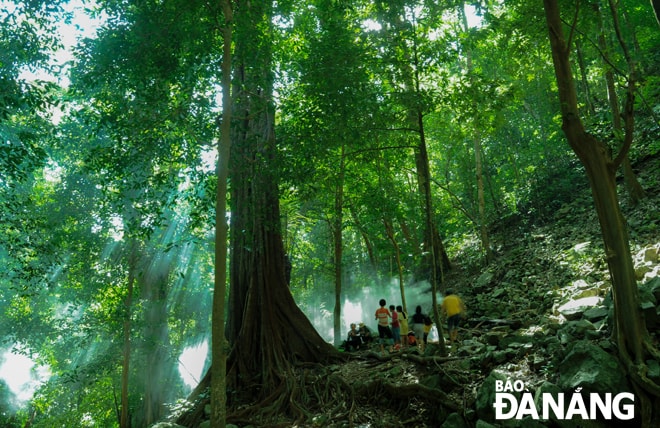 Du khách vui chơi dưới những tán cây cổ thụ.