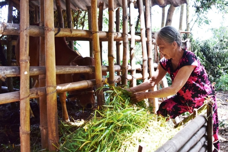 Bà Phan Thị Oanh chăm sóc con bò giống nhận từ Mặt trận xã Phú Thọ. Ảnh: THÁI CƯỜNG