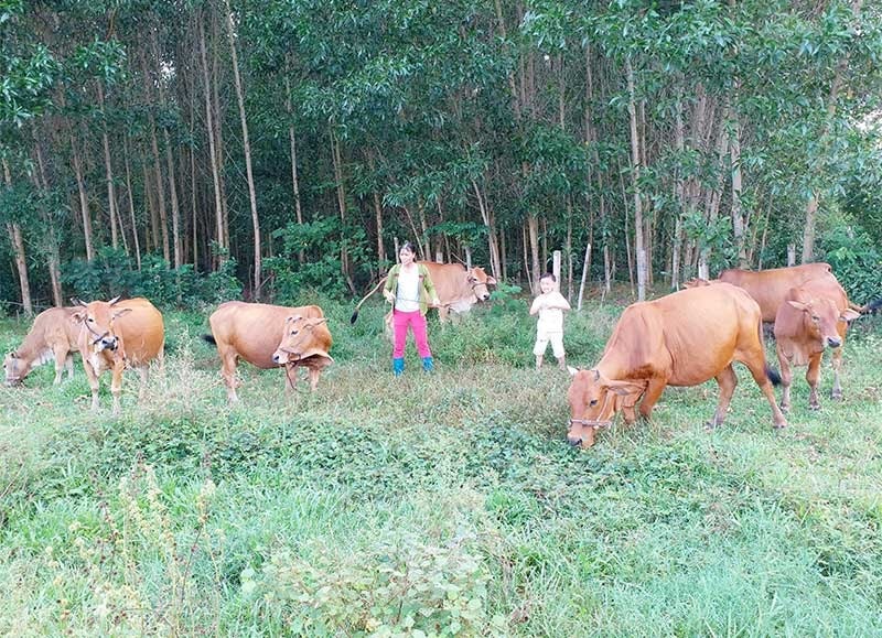 Góp vốn quay vòng để phát triển kinh tế, thoát nghèo bền vững là việc làm mà mỗi hội viên CCB huyện Nông Sơn đều hướng tới. Ảnh: T.T