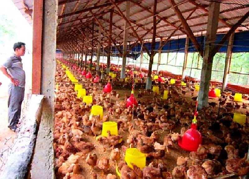 Mô hình nuôi gà gia công của ông Lưu Văn Bảy ở thôn Chiêm Sơn (Duy Sơn, Duy Xuyên) mang lại hiệu quả kinh tế cao. Ảnh: H.N