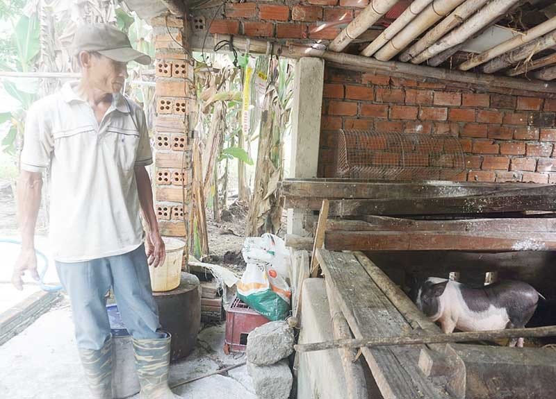 Gia đình ông Trần Tấn Hồng vẫn còn 1 con heo nái sống sót sau dịch tả lợn châu Phi. Ảnh: BIÊN THỰC