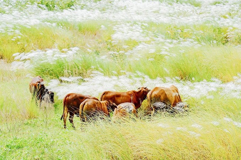 Cỏ lau tạo nên một khung cảnh thơ mộng, yên bình.