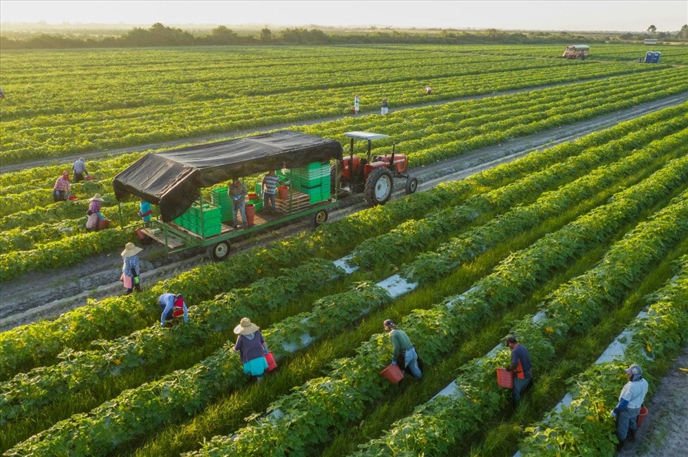 Một trang trại canh tác hữu cơ. Ảnh: national geographic