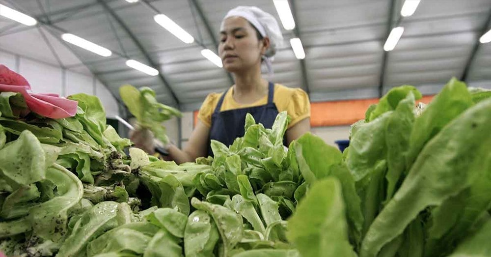 Công nhân đóng gói rau hữu cơ tại một trang trại ở tỉnh Ratchaburi, Thái Lan. Ảnh: AFP