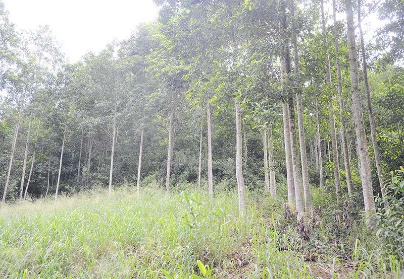 Đông Giang đang chuyển hóa mạnh từ rừng trồng gỗ nhỏ sang gỗ lớn. Ảnh: T.N