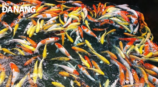 Cá Koi tại trại cá của ông Phan Công Câu.