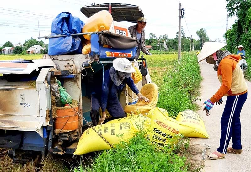 Do nhiều yếu tố bất lợi, năm nay năng suất lúa của huyện Duy Xuyên tụt giảm so với năm 2018. Ảnh: N.P