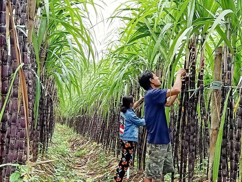 Cây mía mưng được chọn làm sản phẩm OCOP của xã Trà Giang trong năm 2020. Ảnh: HOÀNG LIÊN