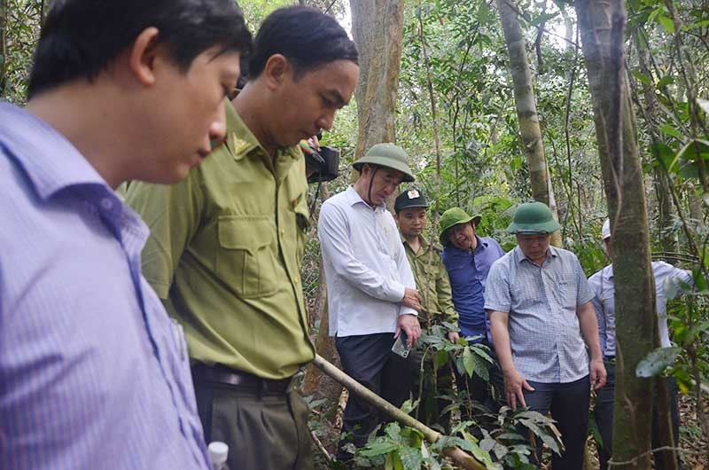 Lãnh đạo tỉnh kiểm tra rừng tại rừng phòng hộ Đắc Mi thuộc xã Phước Chánh (Phước Sơn). Ảnh: H.P