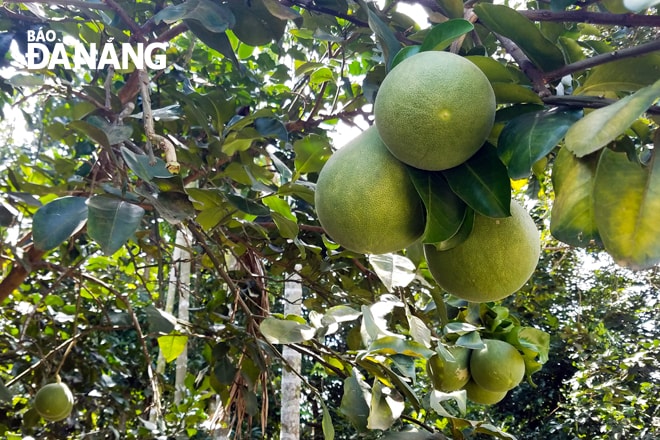 Vườn bưởi trụ đặc sản chỉ có ở Đại Bình đang mùa sai quả.