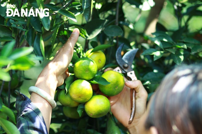 Cuối năm cũng là mùa của giống quýt làng Đại Bình...