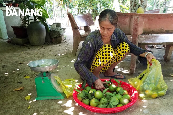 ...và cả giống cam ruột vàng mọng nước.