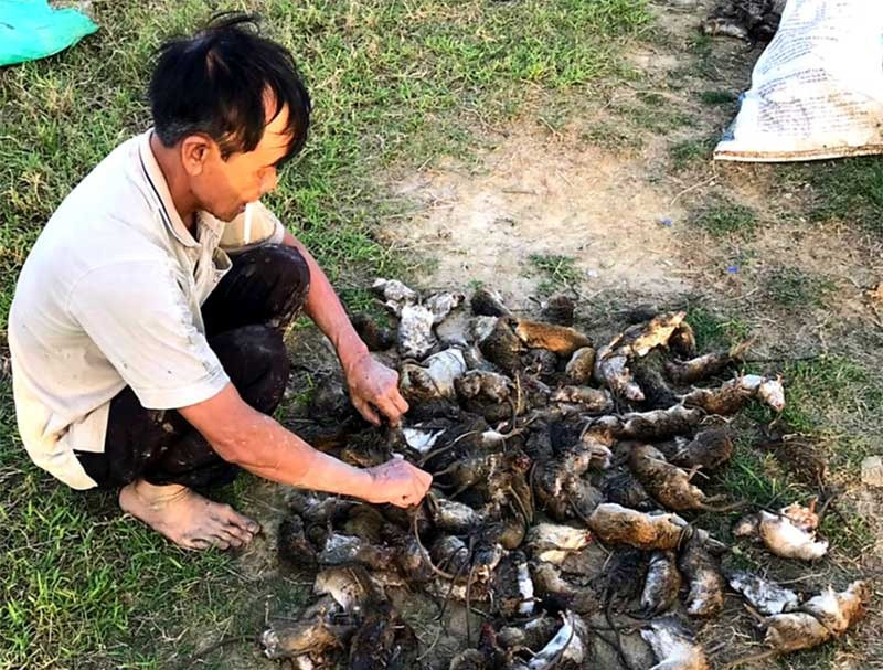 Những ngày qua, nông dân xã Duy Thành (Duy Xuyên) đã ra quân tiêu diệt gần 14 nghìn con chuột. Ảnh: T.R